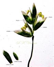  Spikelet (Opened)